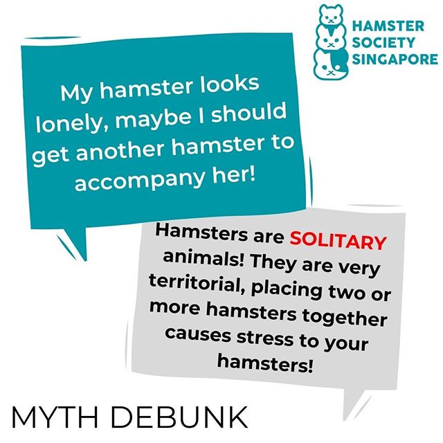 Myth: My hamster looks lonely, I should get another hamster to keep her company to make her happier! ⠀
⠀
Contrary to popular belief, hamsters are actually solitary animals! Many people tend to mistake them to be similar to other pets, like rabbits wh