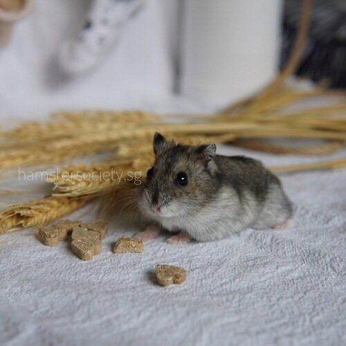 Hello, meet Donut! 🍩A rescue from a disastrous hamster hoarding case, Donut is an active little gem who enjoys running her wheel and burrowing in her bedding. Donut is ready to find a new home now, will you bring this little sugar back?✨
.
.
.
.
.
#