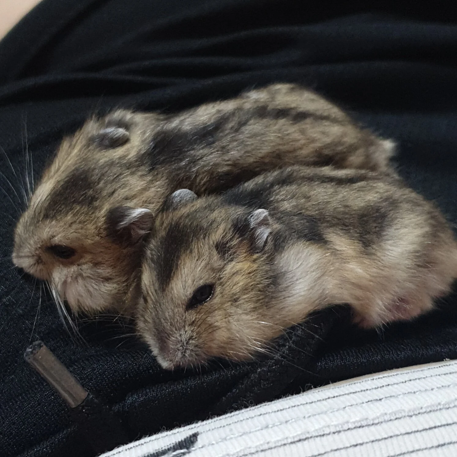 Kittos and Rittos (Adopted)