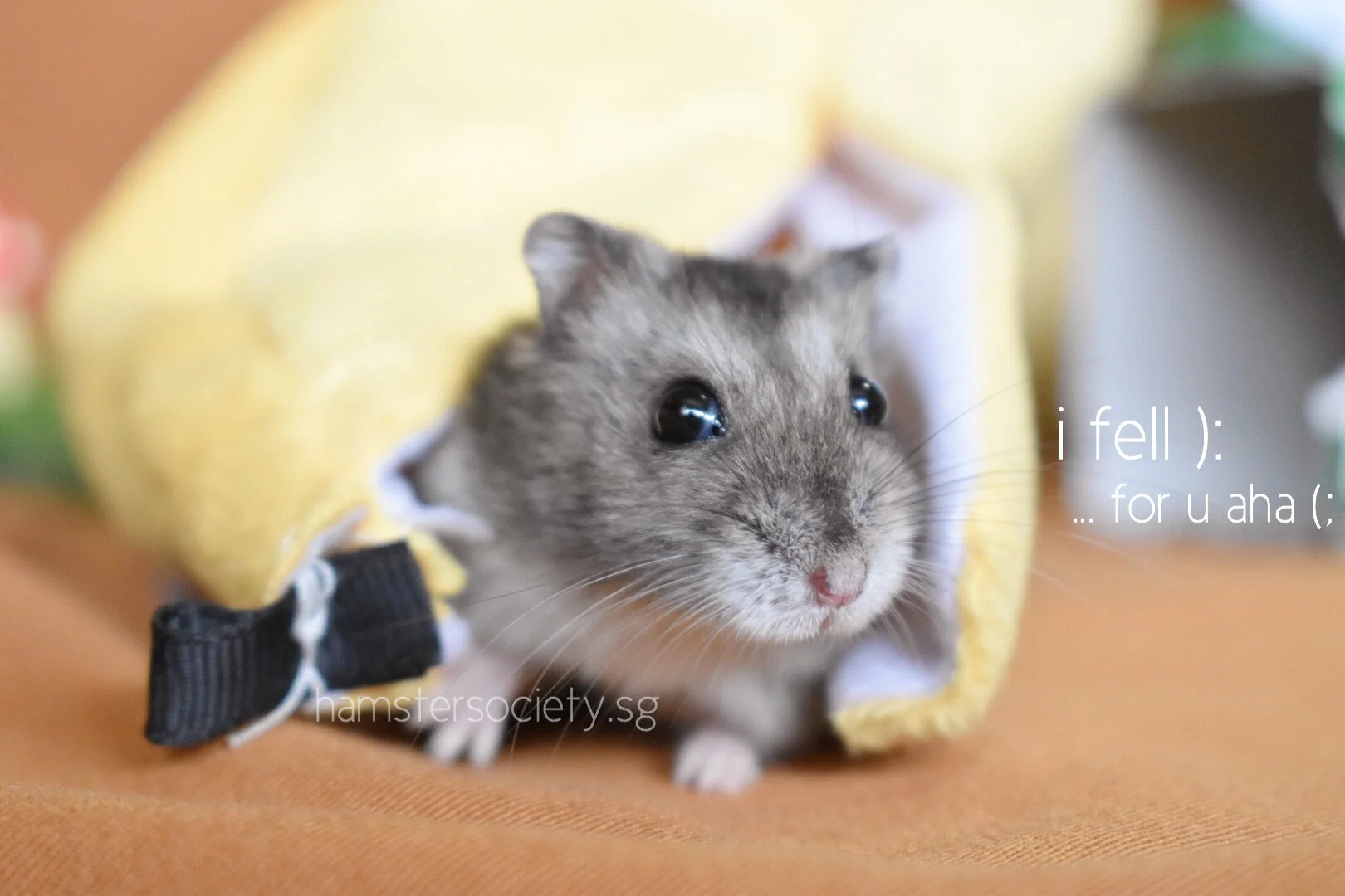 Little Miss Tidy  (Adopted)