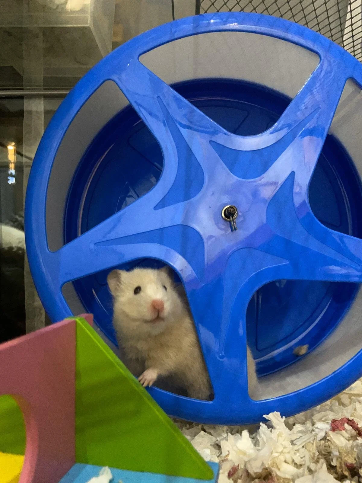 Ivory (Adopted)