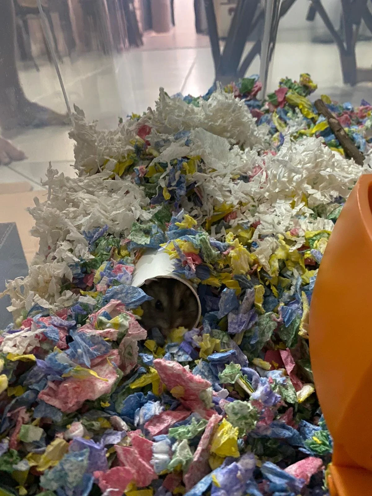 Hamye West (Adopted)