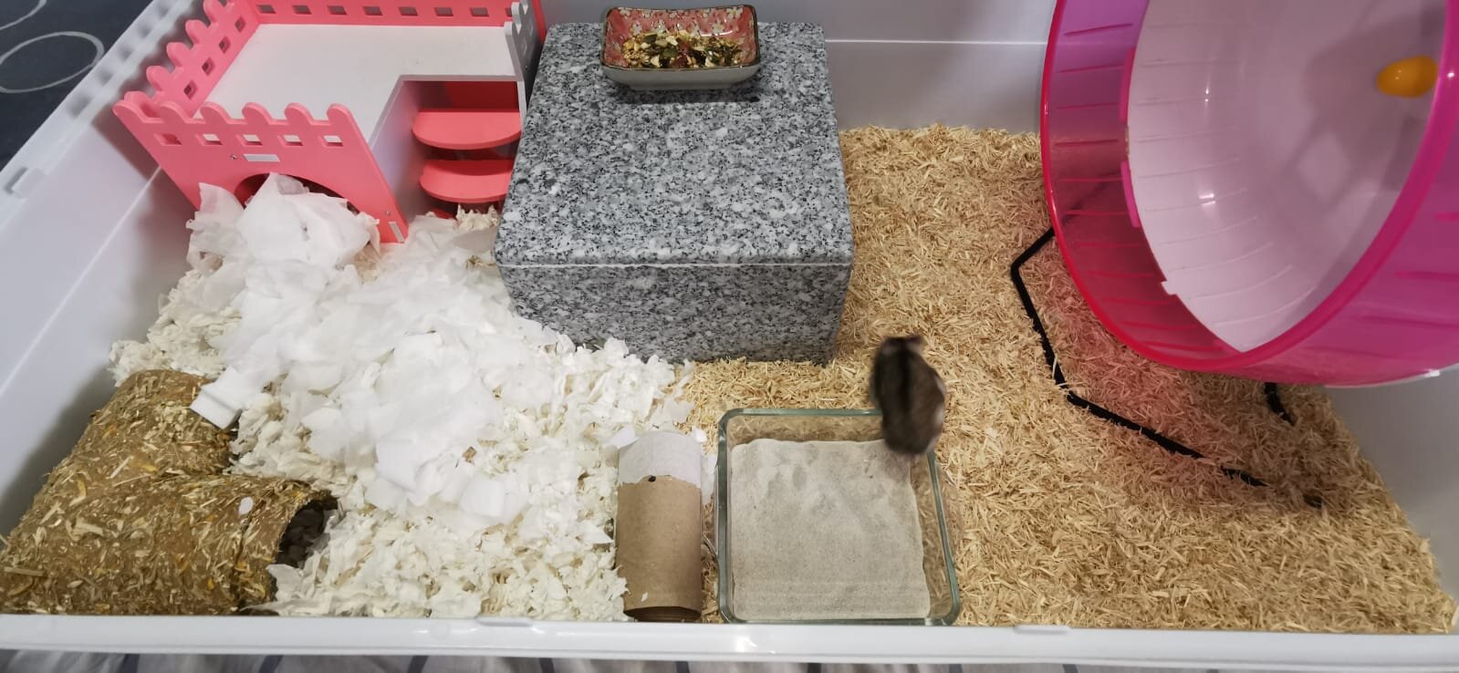 Safe Hamster Bedding Society Singapore - How Deep Hamster Bedding Safe Hamster Bedding Society Singapore - How Deep Hamster Bedding