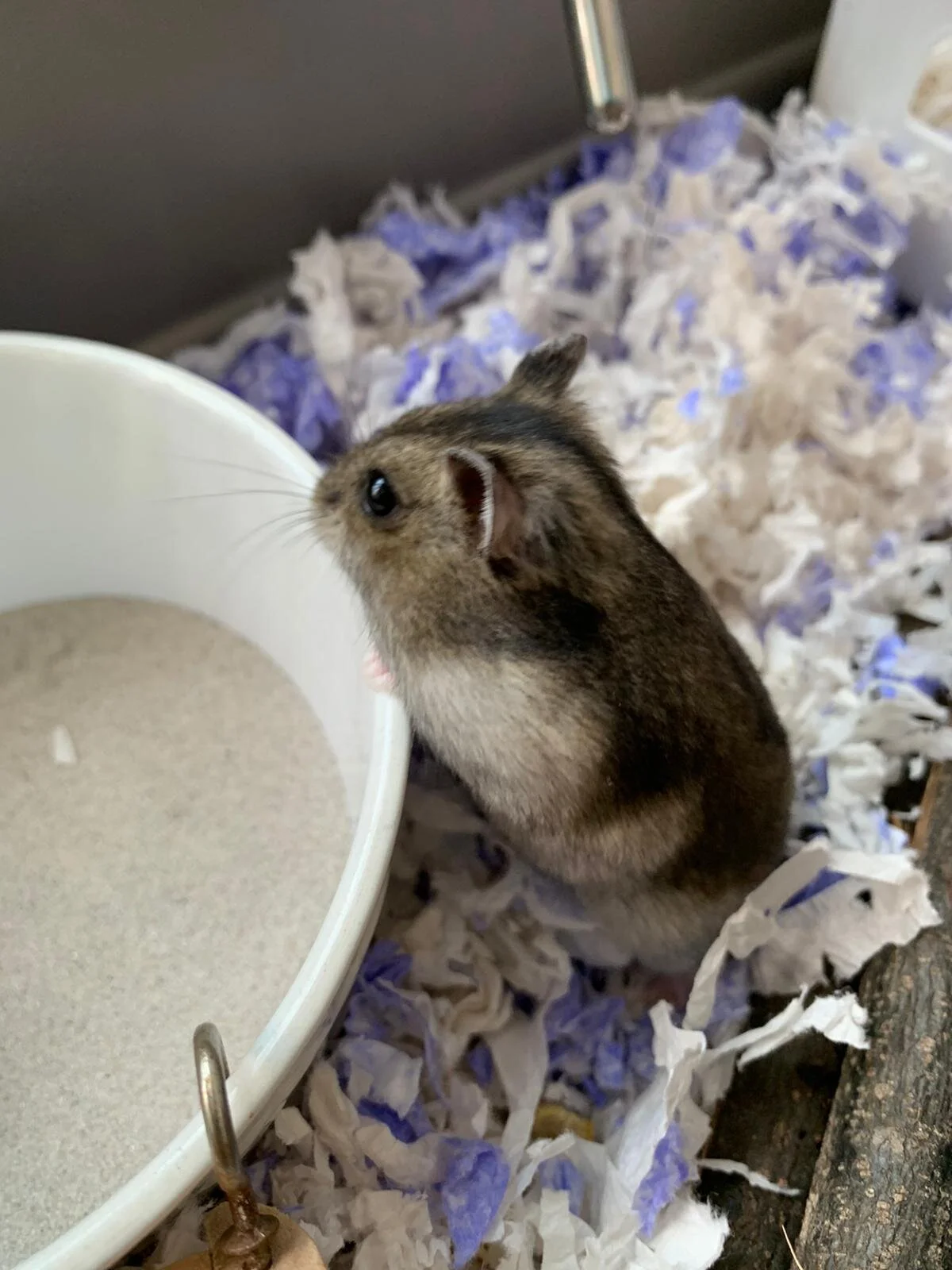 Gigi Hamdid (Adopted)