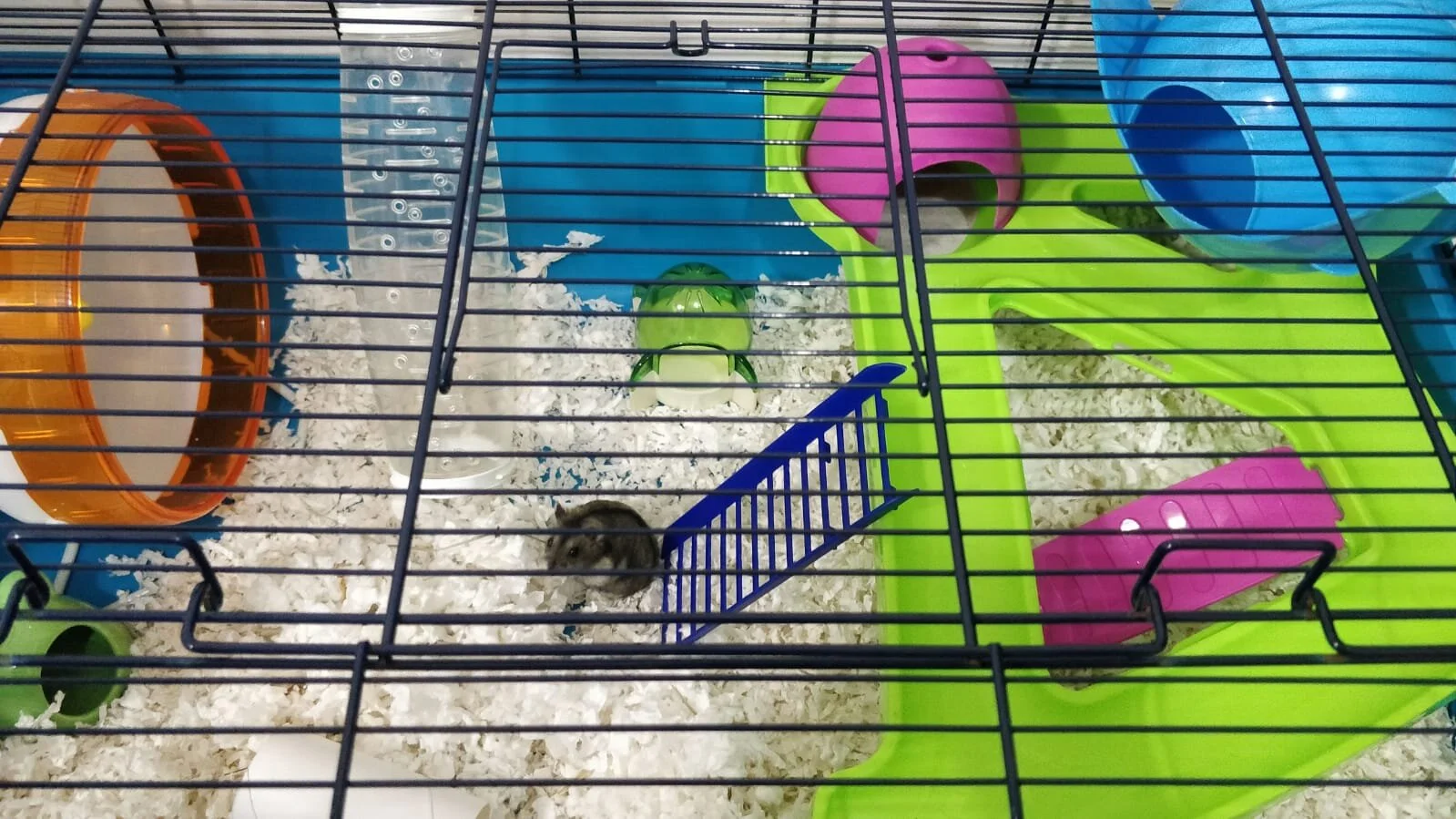 Mama Matcha (Adopted)