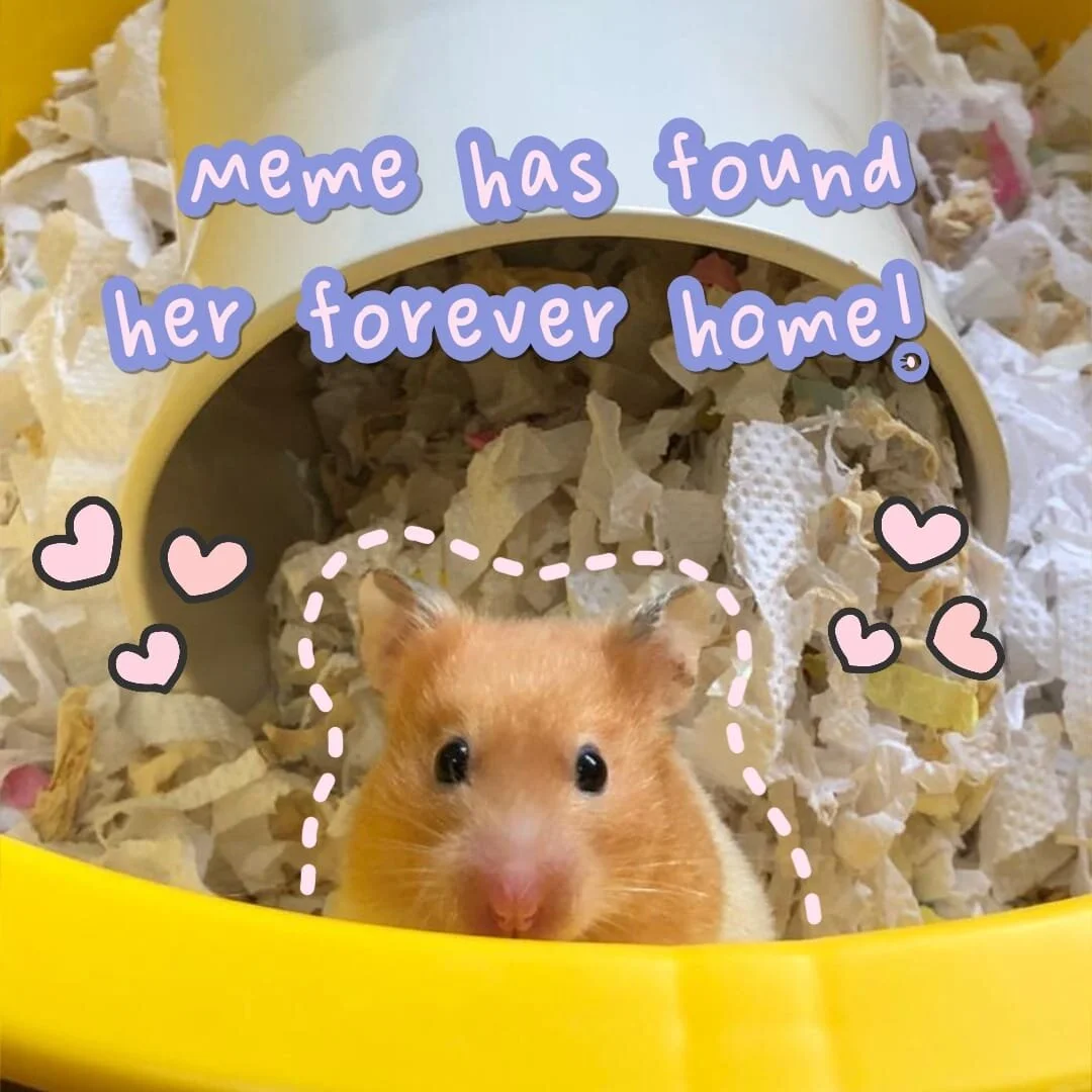 Meme (Special Care Required) (Adopted)