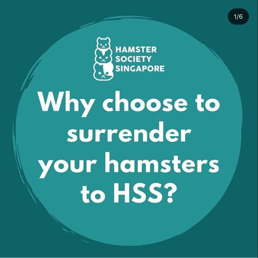 Surrender — Hamster Society (Singapore)
