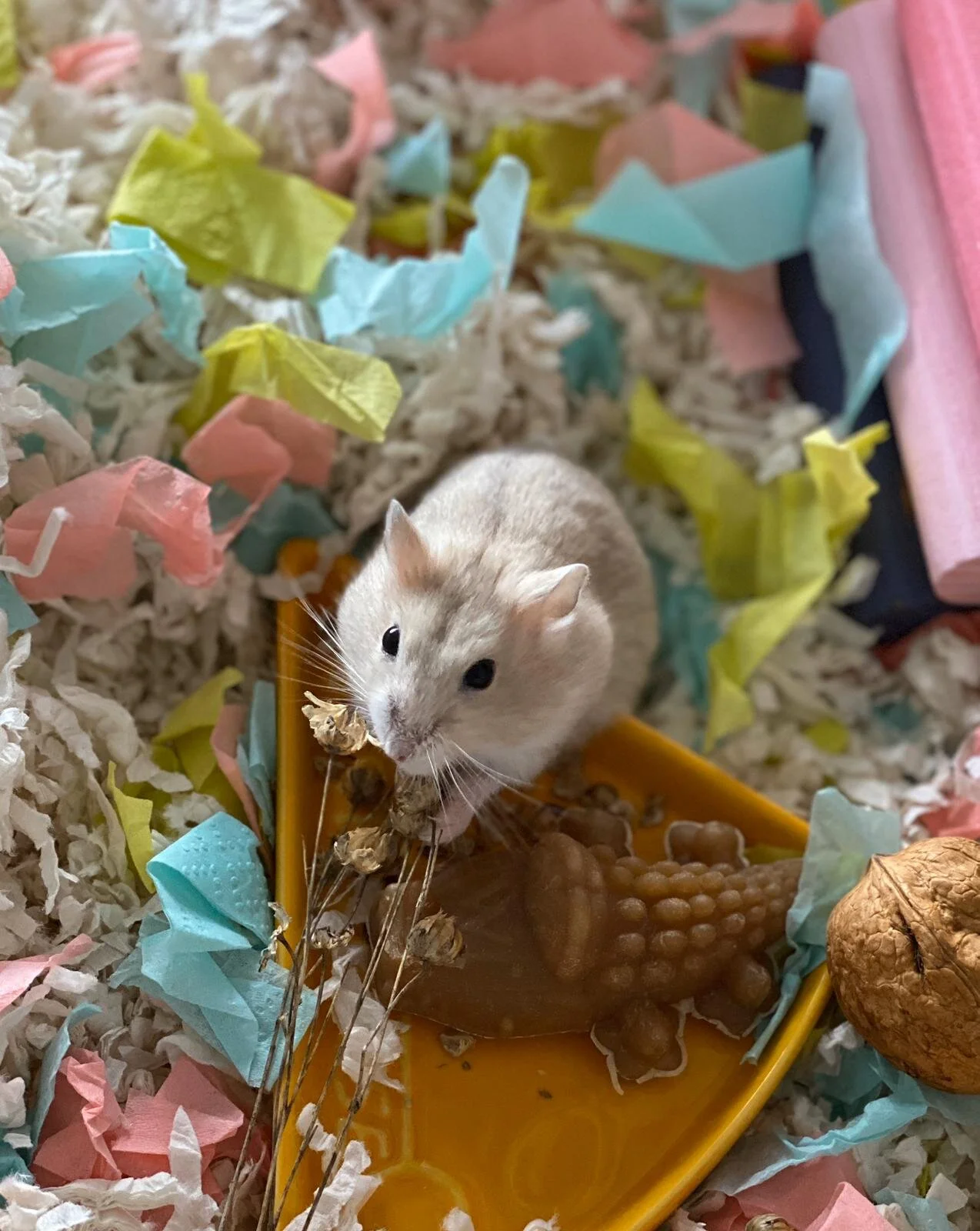 Tamago (Adopted)