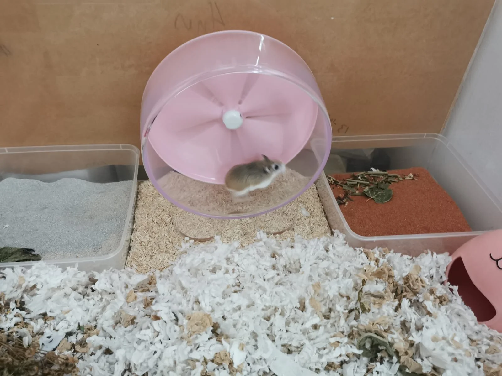 Lady Marmalade (Adopted)