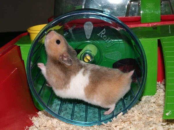 Gallery Detail: The Ultimate Hamster Starter Kit