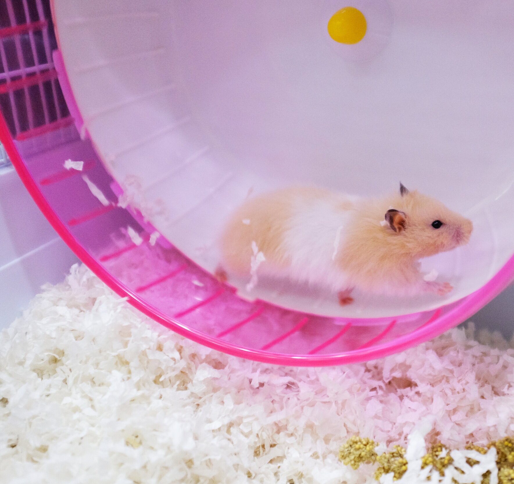 The Lifespan of Dwarf Hamsters - Little Bundles of Cuteness - Pet Ponder