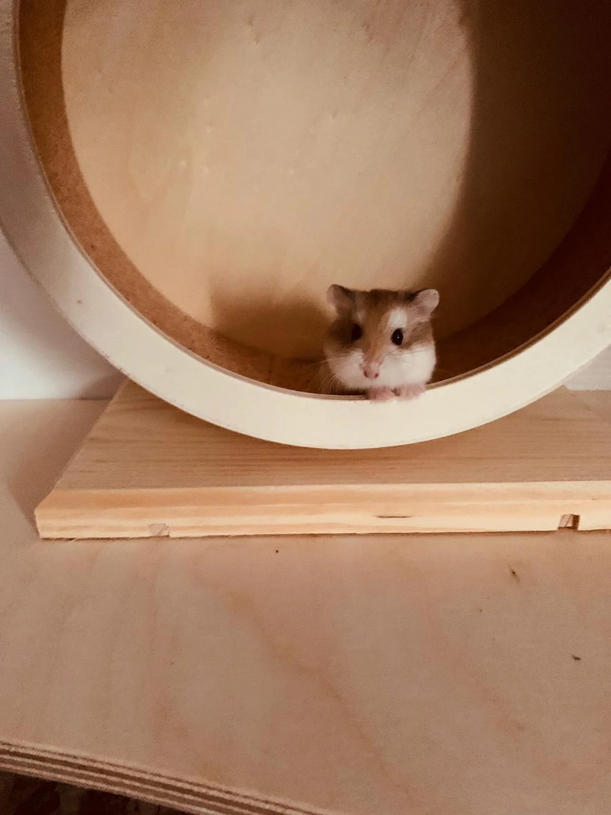 Roo (Adopted)