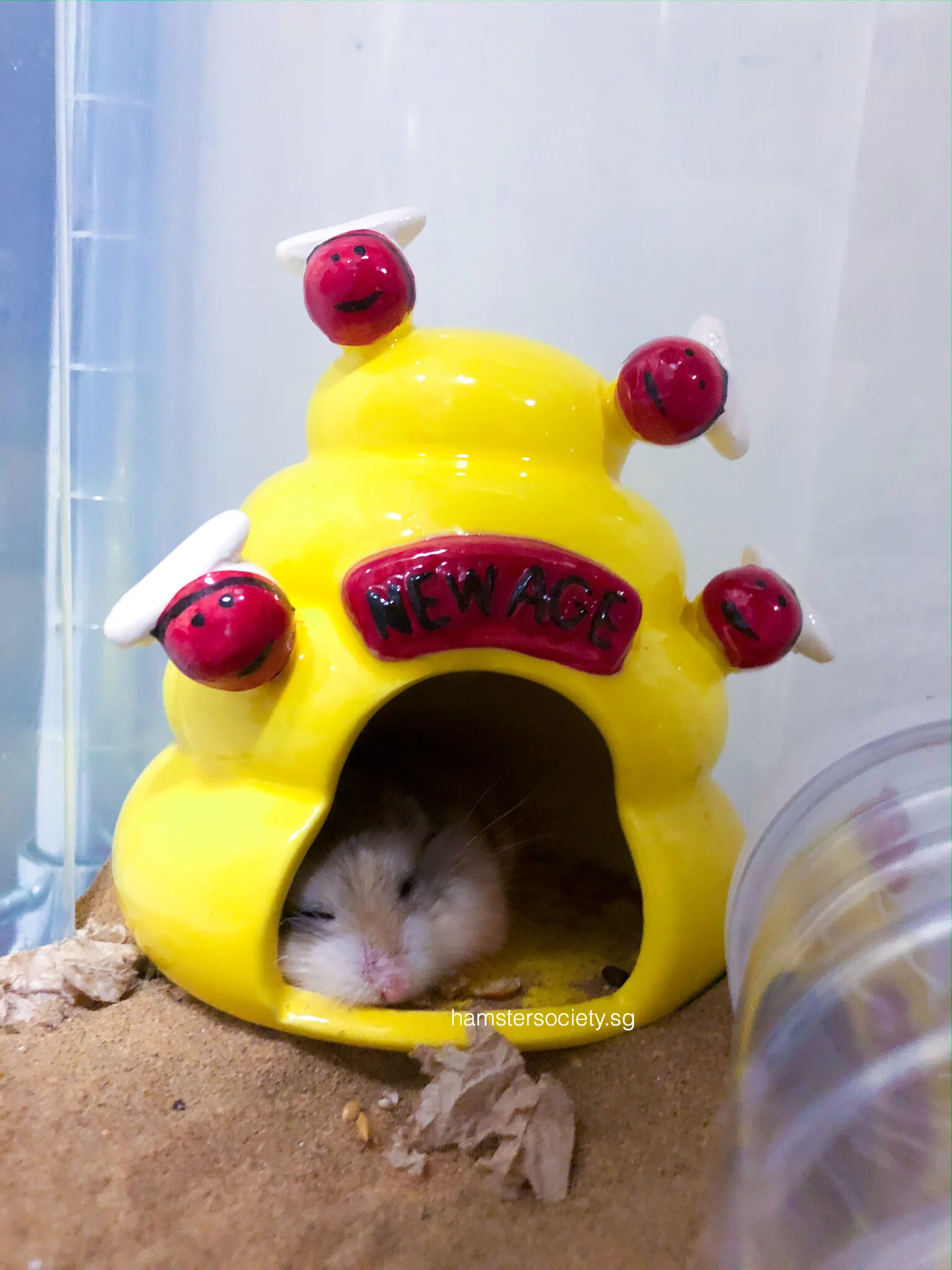 Mr Pink Butt (Adopted)