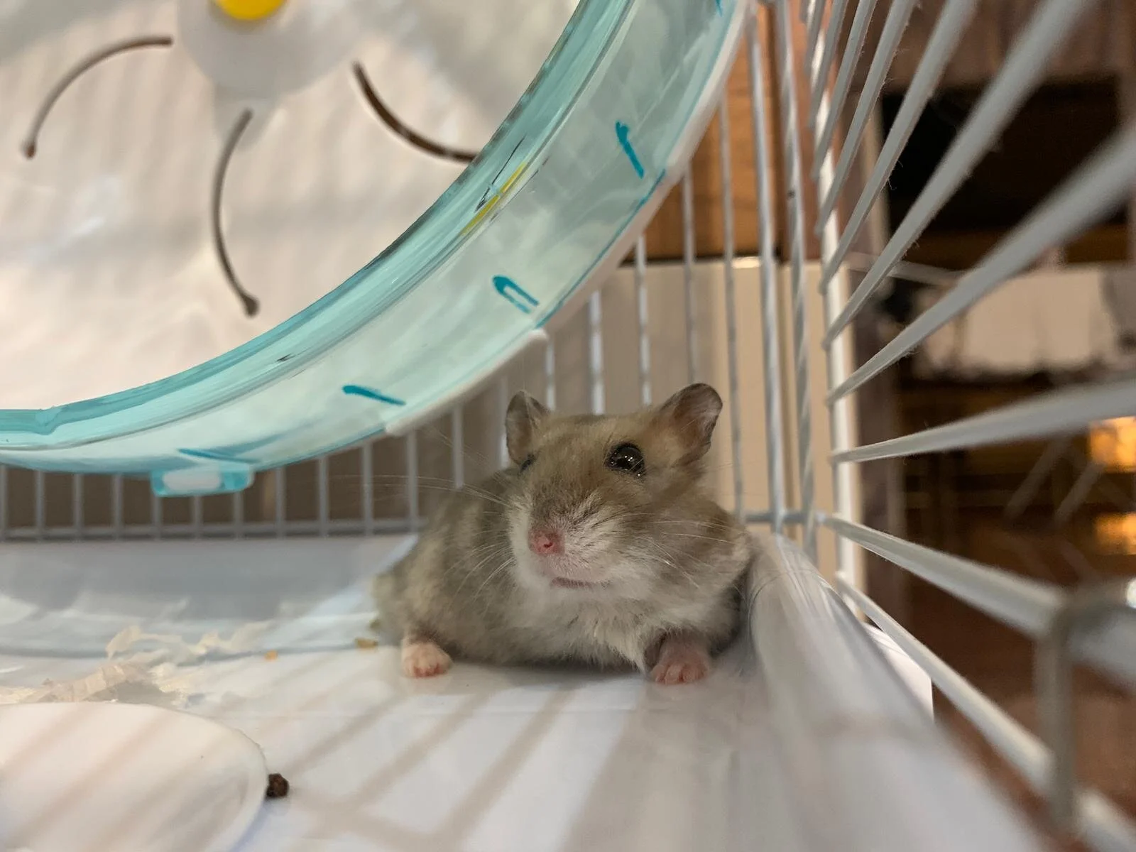 Chonky McChonkers (Adopted)