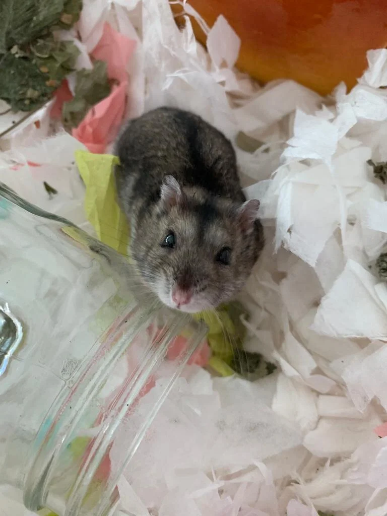 Bob (Special Care Needed) (Adopted)