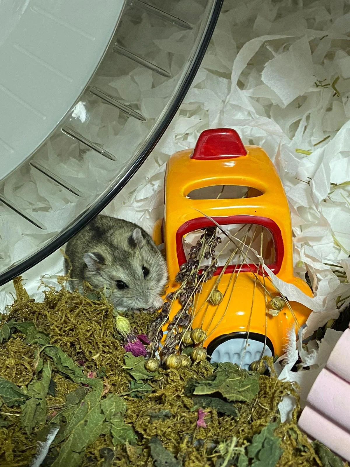 Cedric (Adopted)