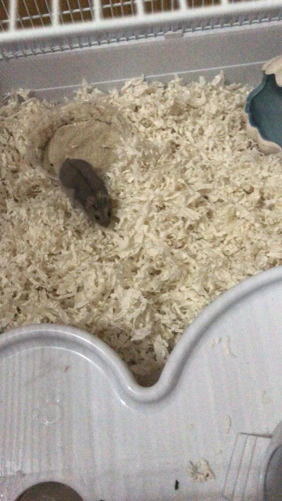 Woofus (Adopted)