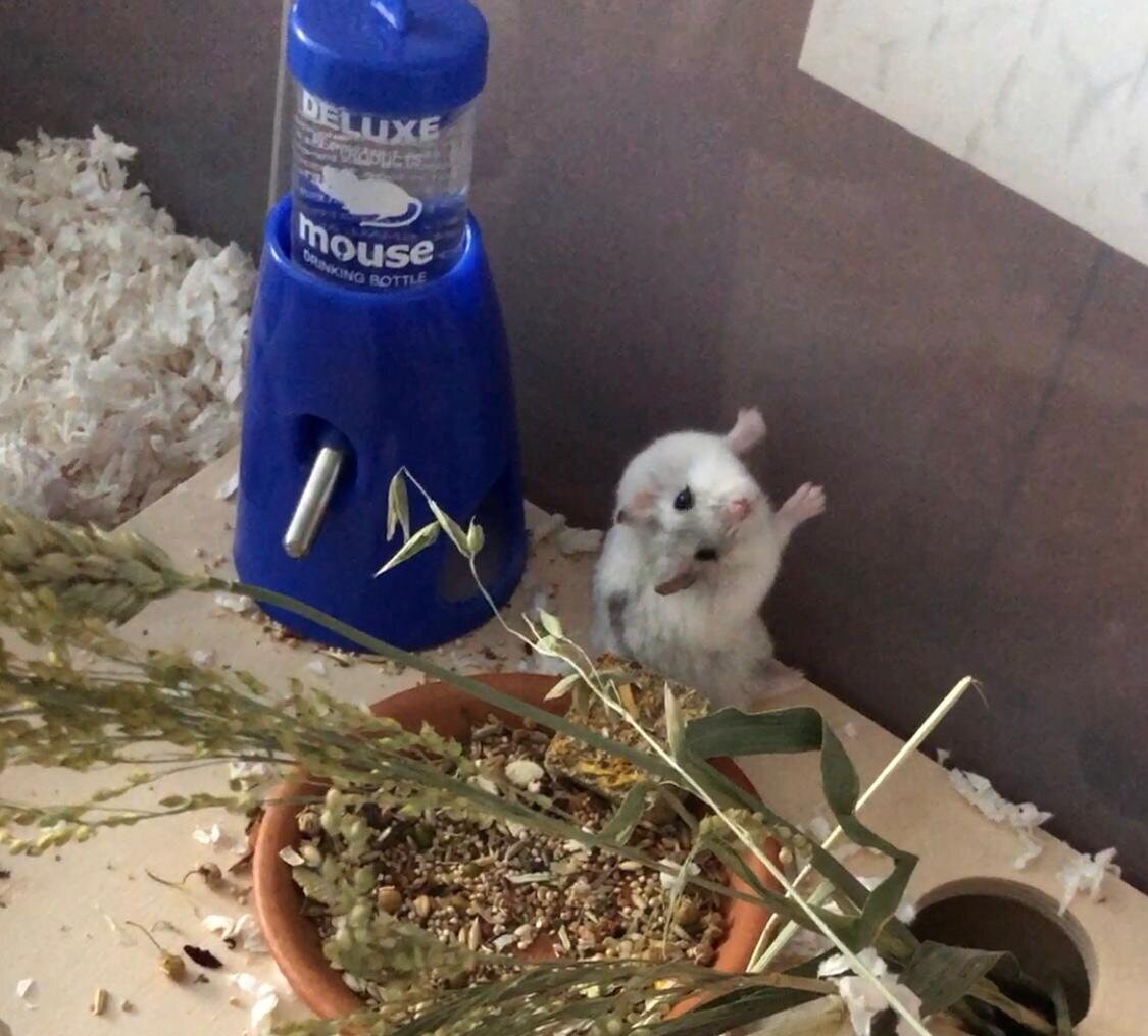 Pulled Pork (Special Care Needed) (Adopted)