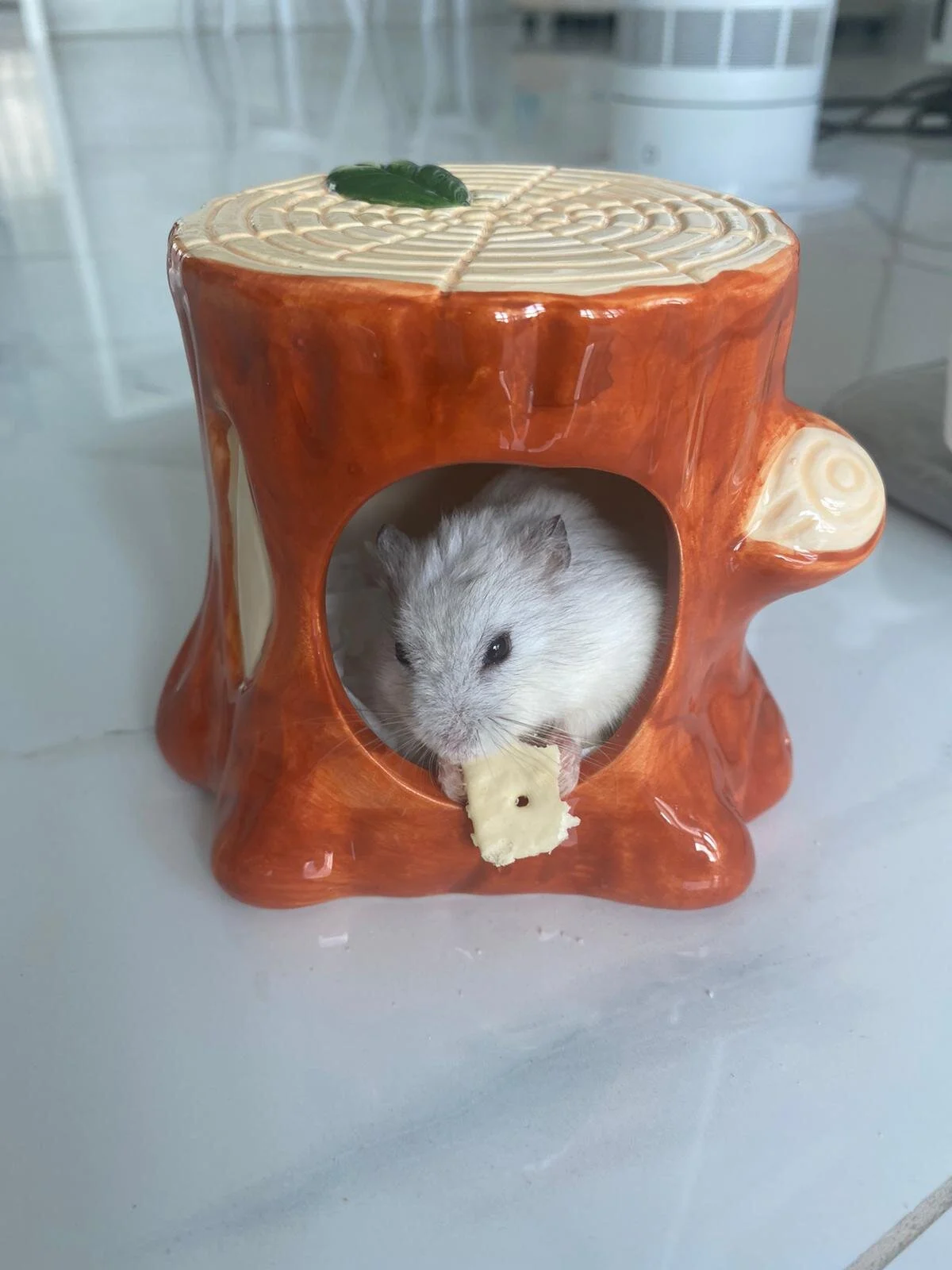 Yu (Special Care Required) (Adopted)