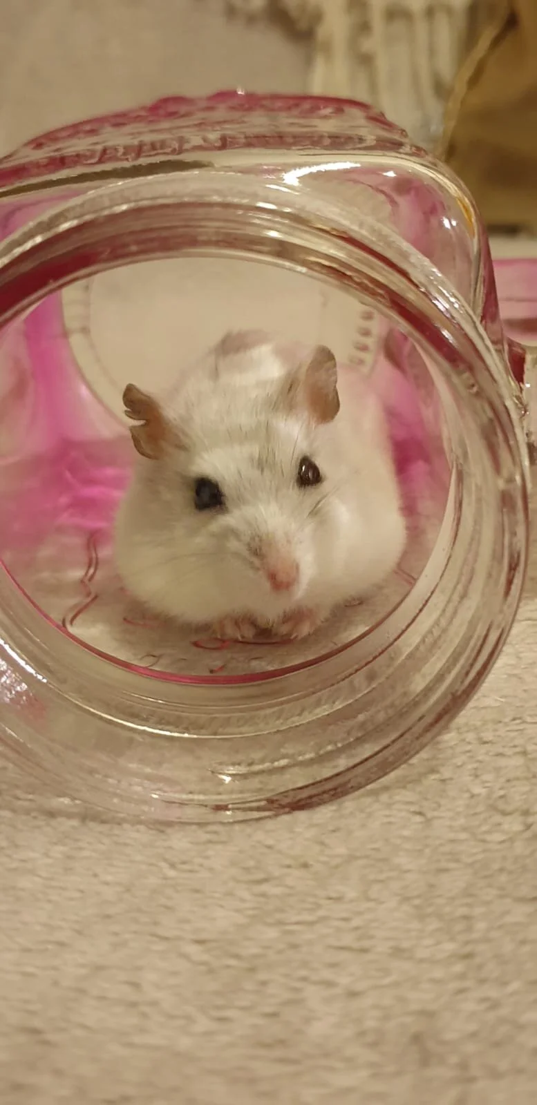 Bocconcini (Adopted)