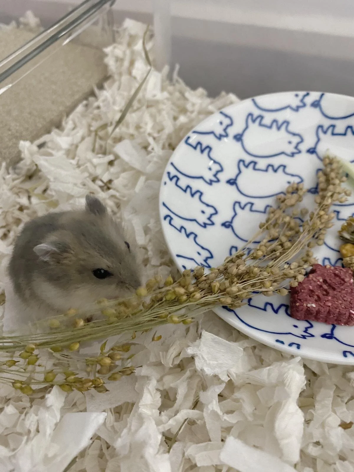 WhatsApp Image 2020-10-31 at 2.57.38 PM.jpeg