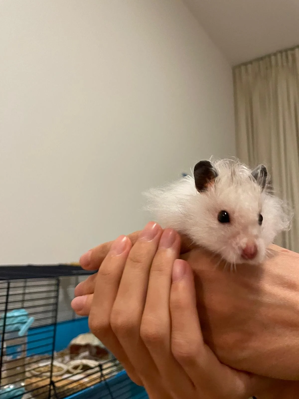 Marco (Special Care Needed) (Adopted)