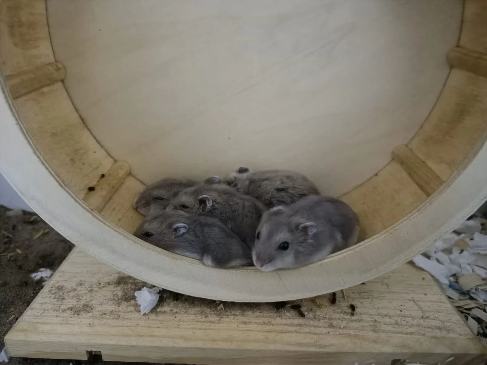 The B-bies (Adopted)