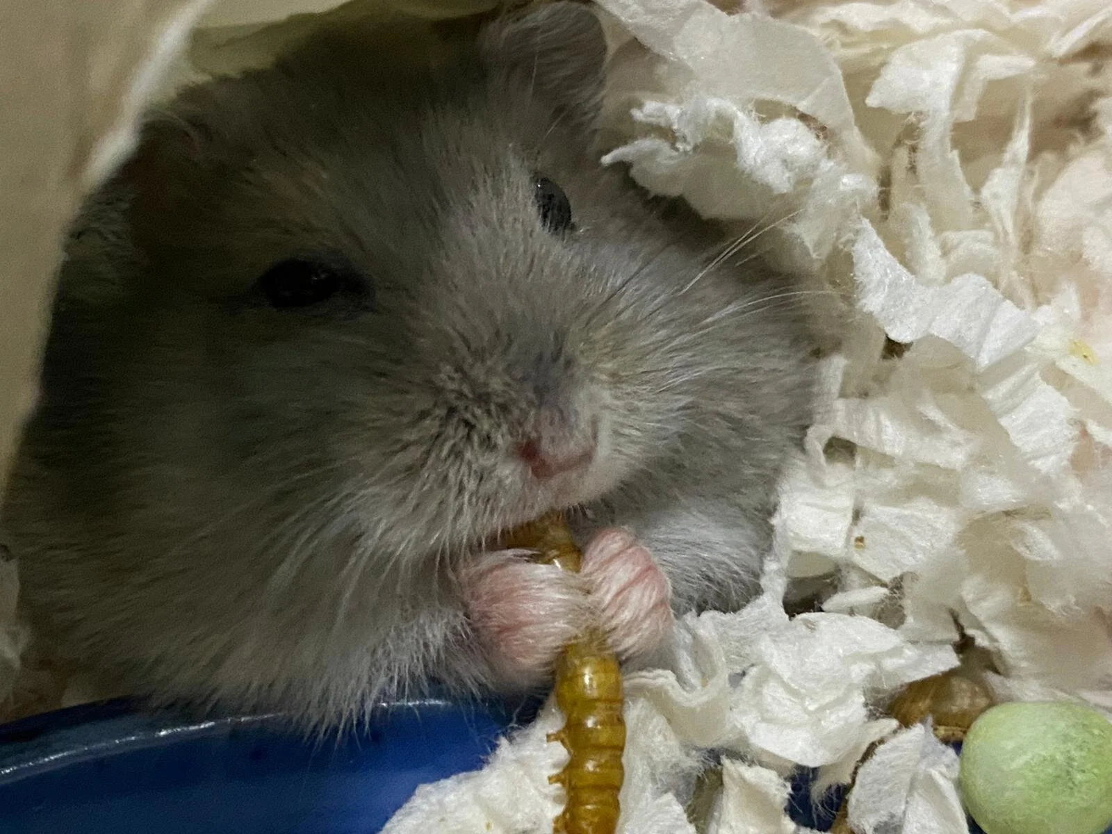 WhatsApp Image 2020-11-08 at 10.39.57 PM.jpeg