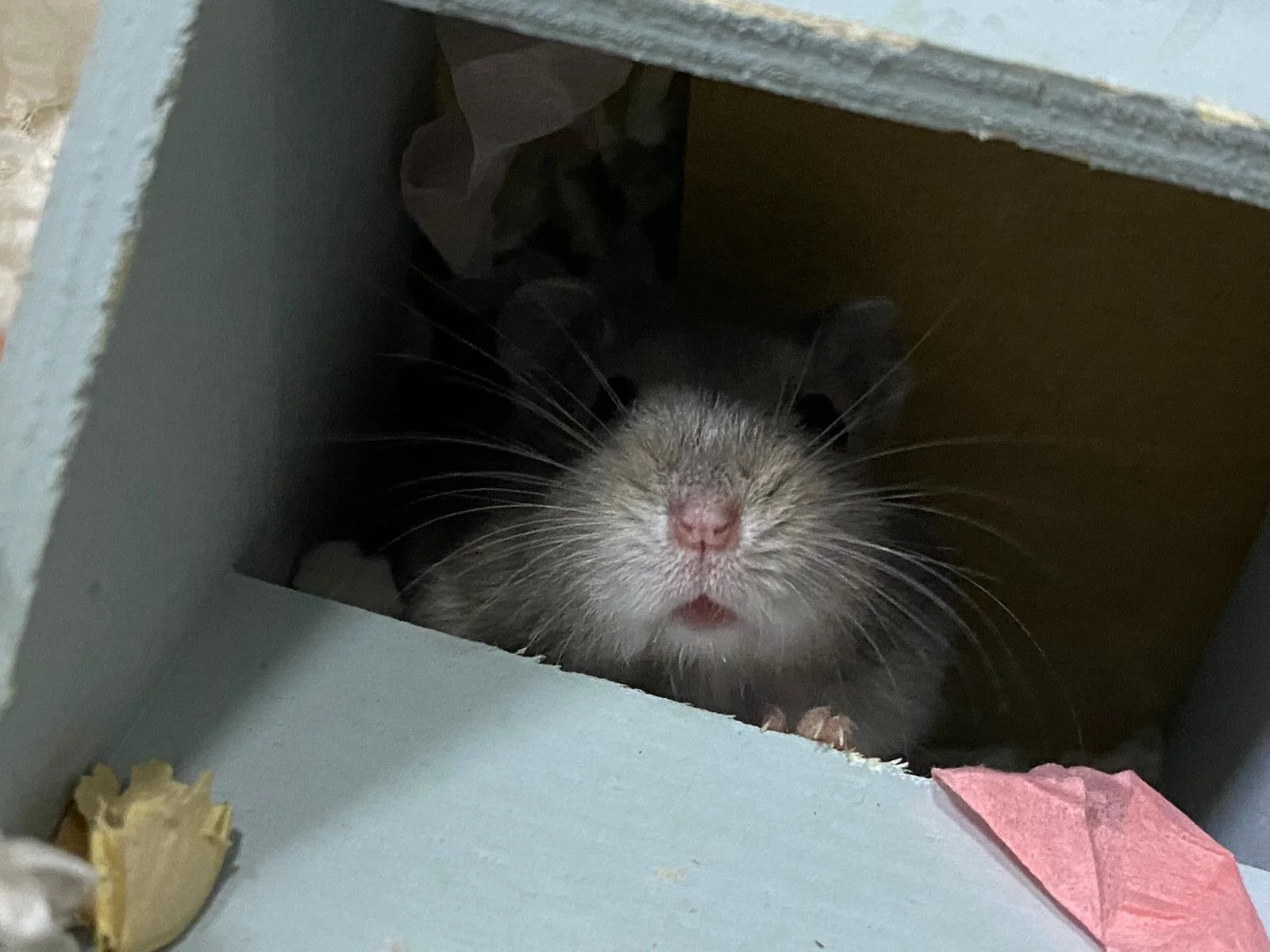 WhatsApp Image 2020-11-08 at 10.41.43 PM.jpeg