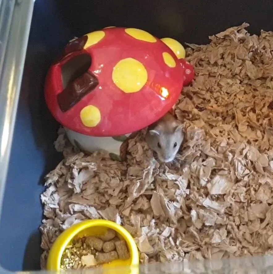 Nibbles (Adopted)