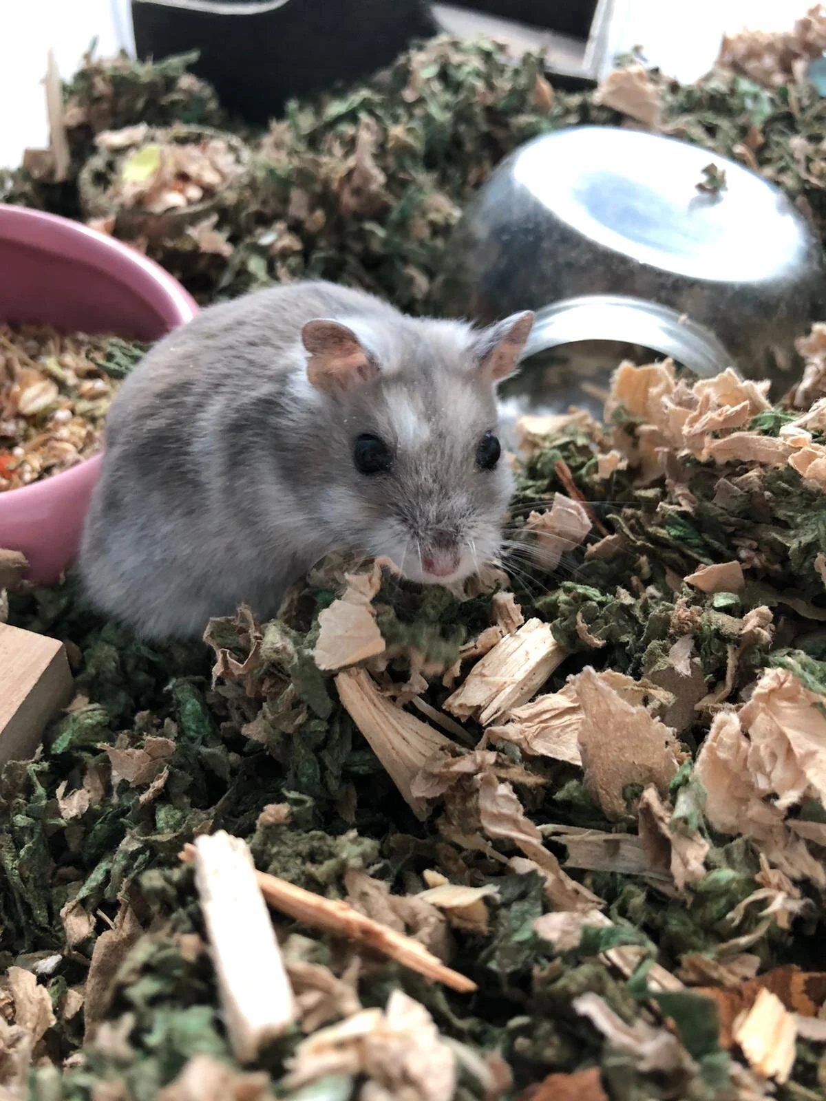 Mattie (Adopted)