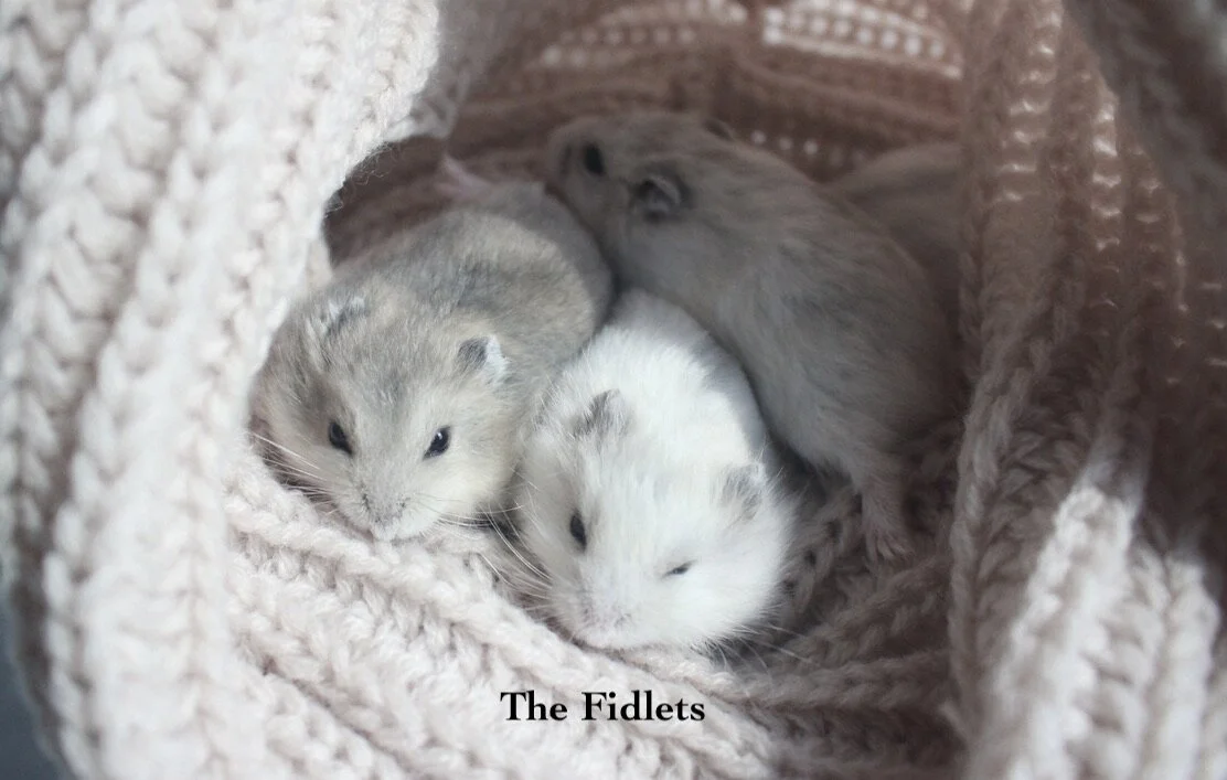 The Fidlets (Adopted)