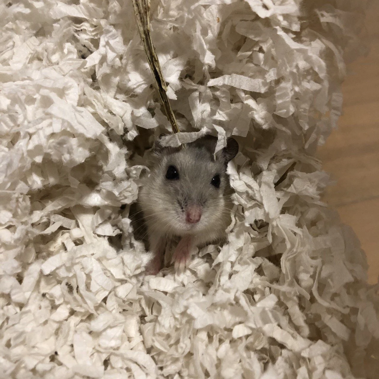 photo_2020-11-21 16.57.37.jpeg