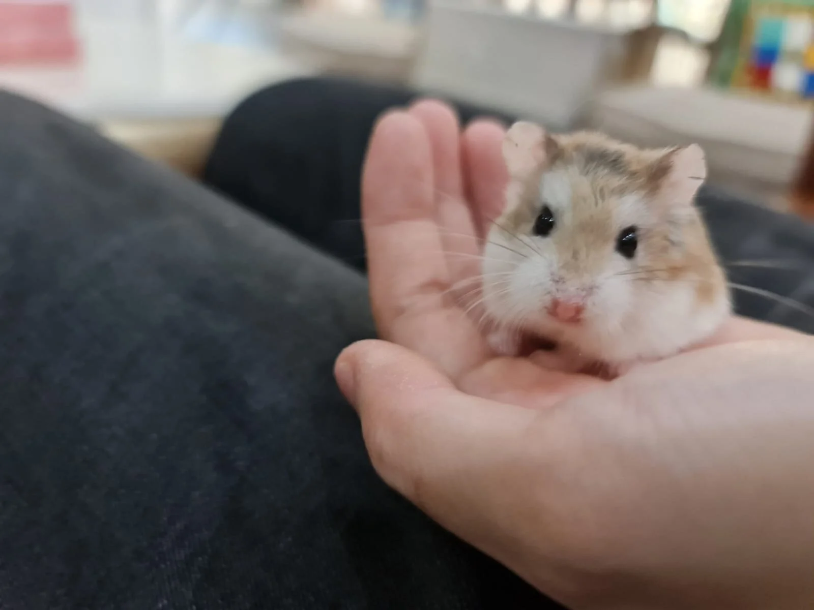 Ravioli (Adopted)