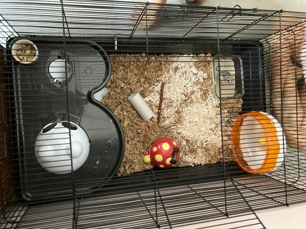 Elvis (Adopted)