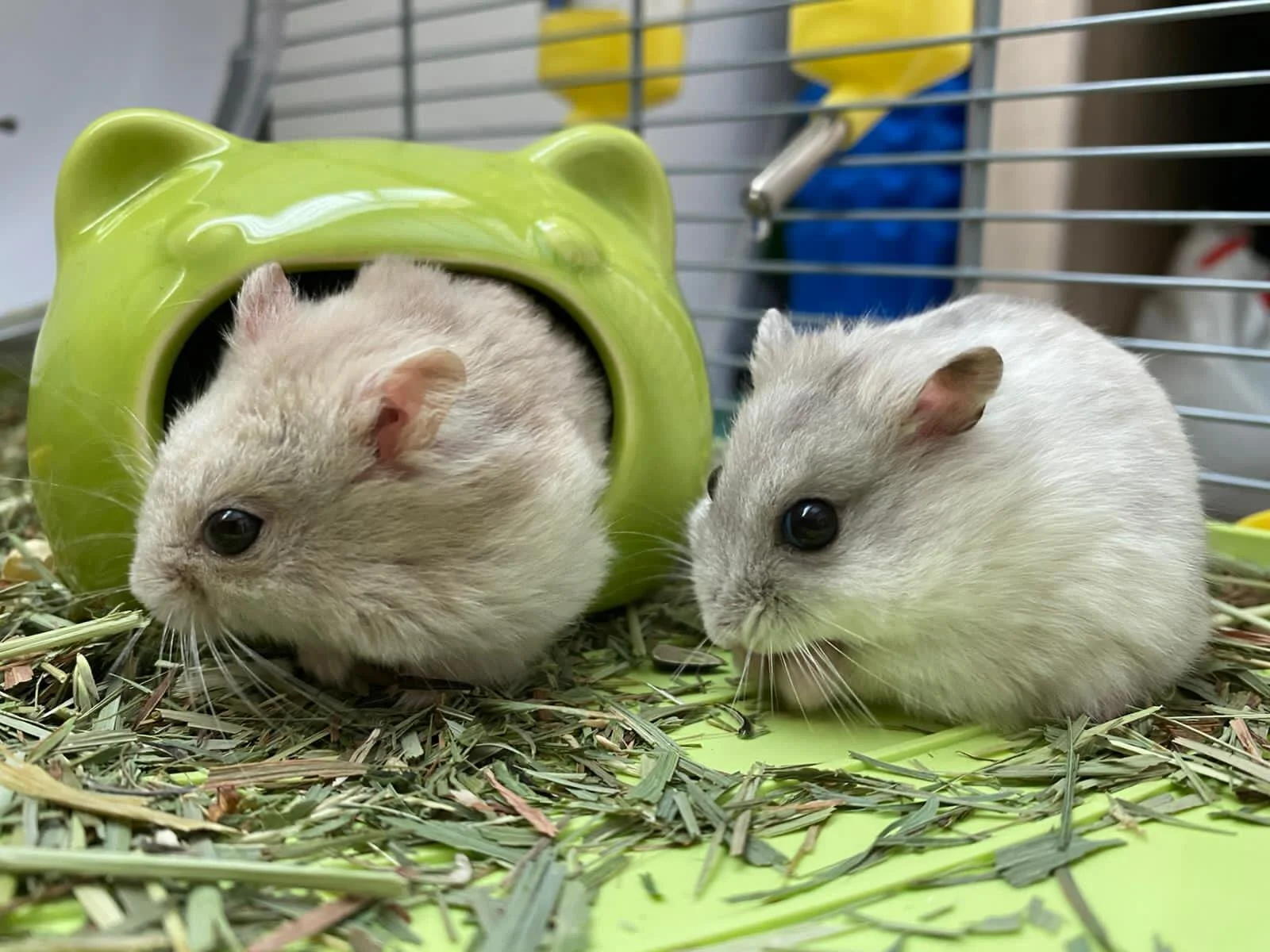 Oscar & Ollie (Adopted)