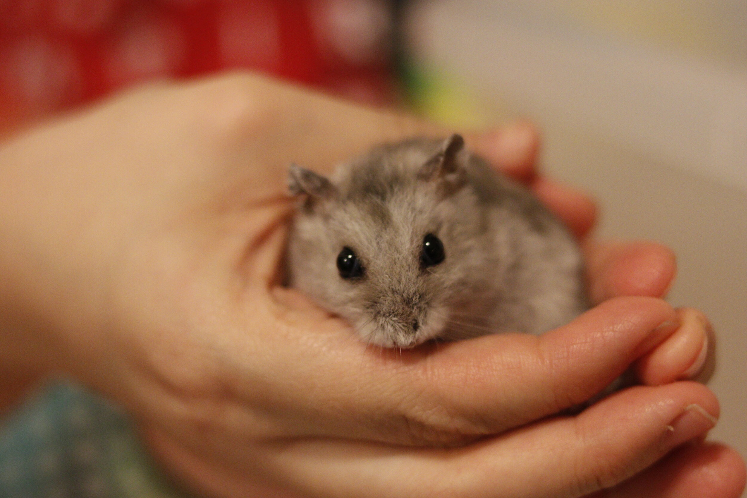 Oreo McFlurry (Adopted)