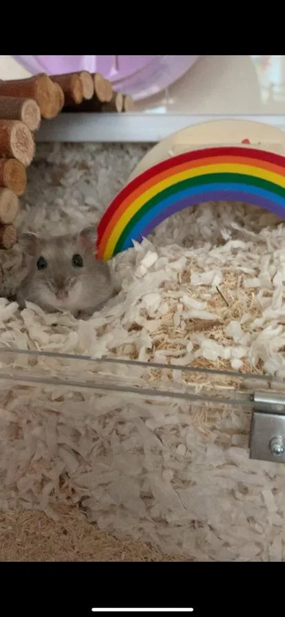 Olive (Adopted)