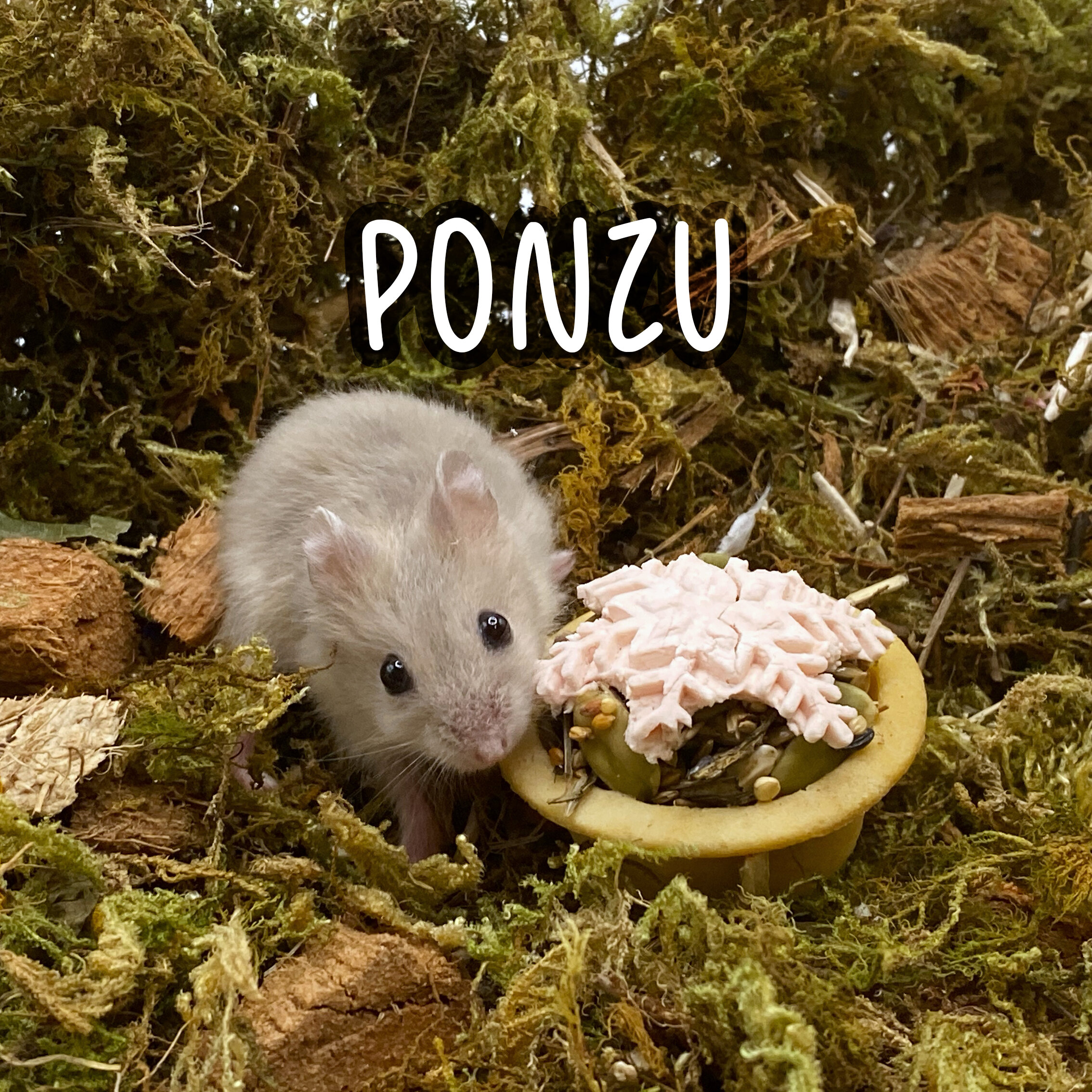 7. Ponzu.jpg