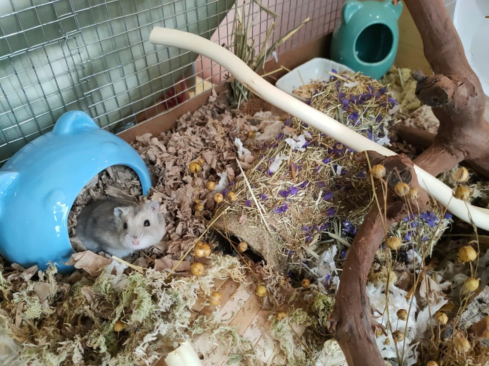 Sadio (Adopted)