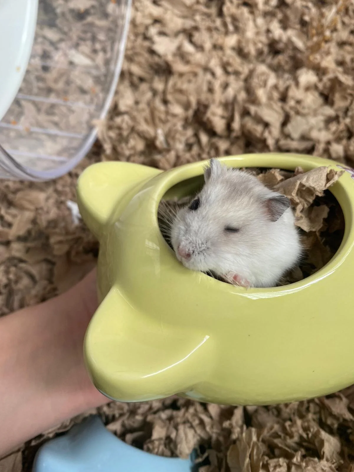 Furmino (Adopted)