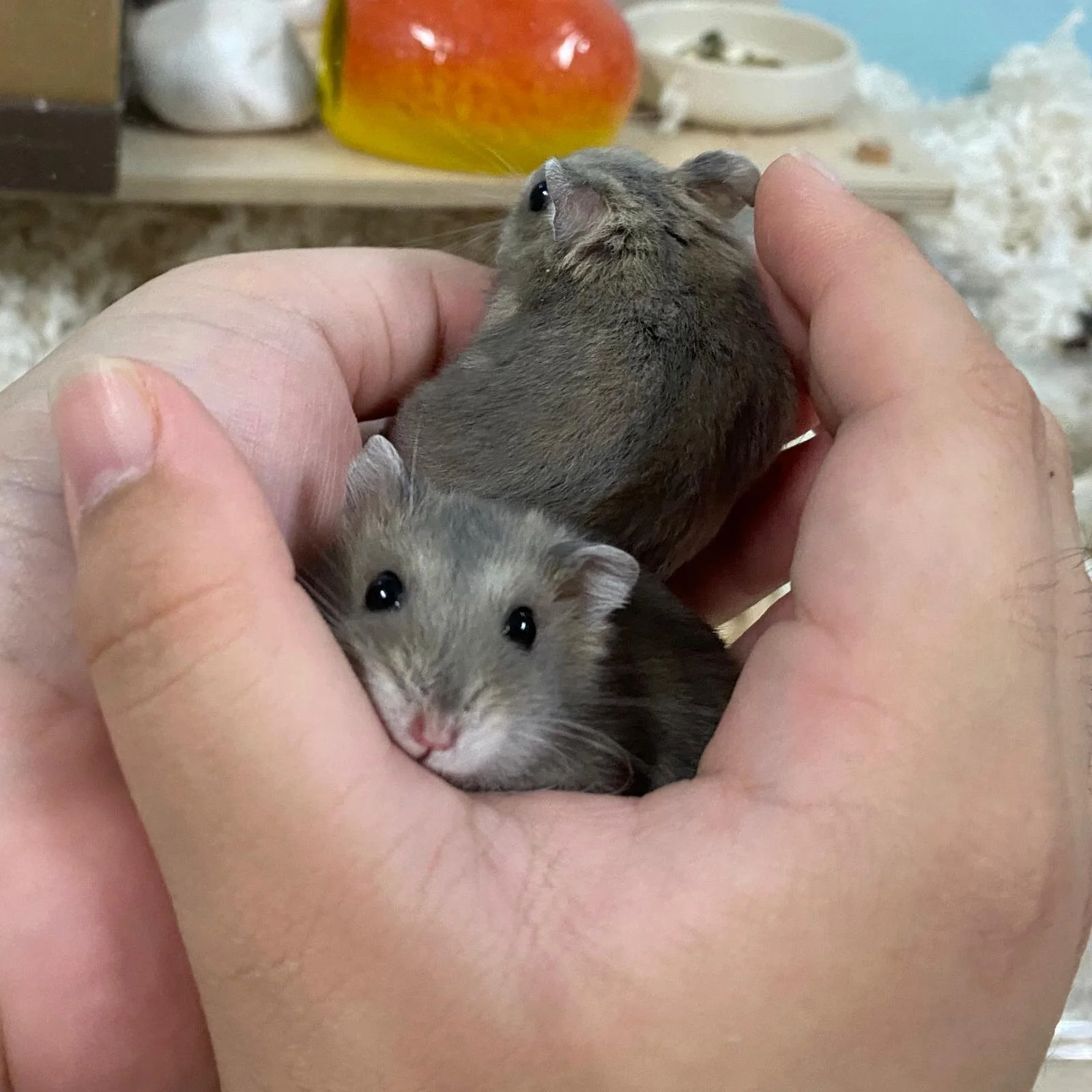 Jjangmyeon & Naengmyeon (Adopted)
