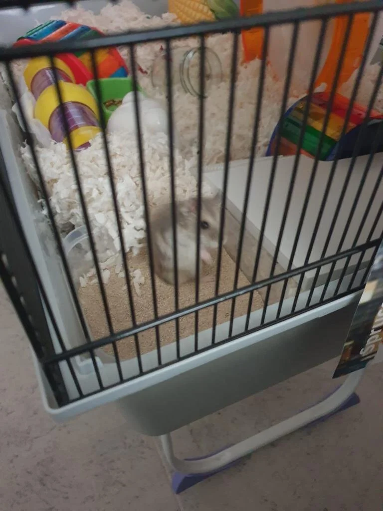 Lil Dude (Adopted)