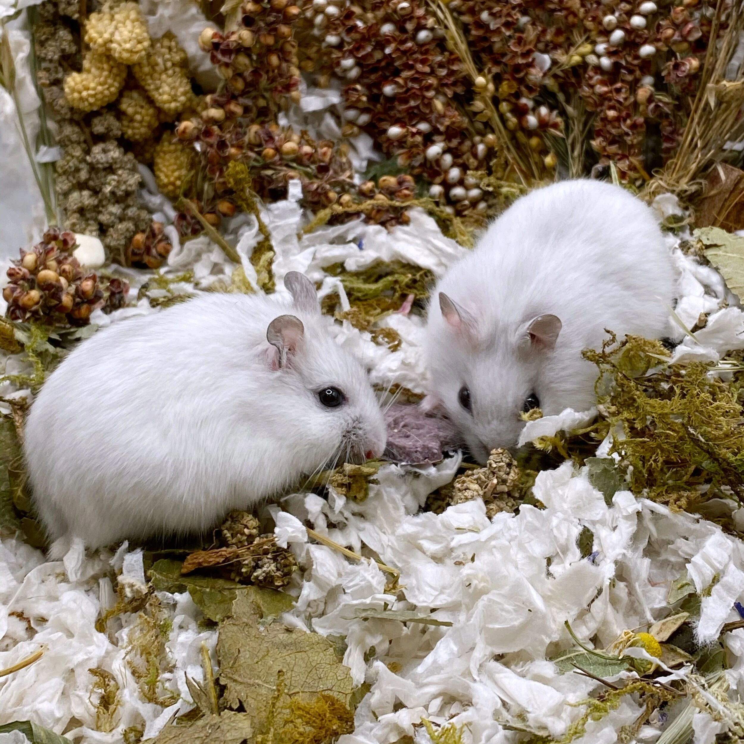 Prune and Plum (Adopted)