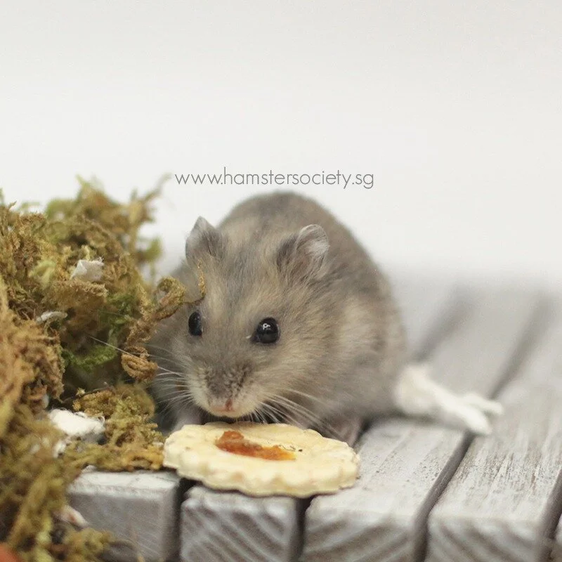 WhatsApp Image 2021-02-03 at 1.56.24 PM.jpeg