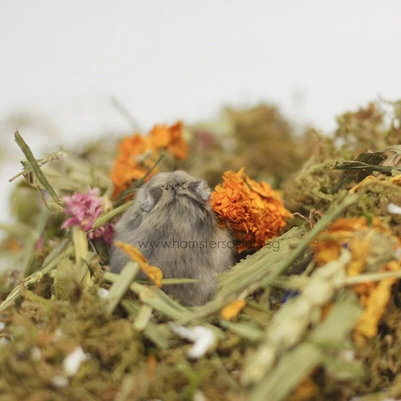 WhatsApp Image 2021-02-03 at 1.56.25 PM (1).jpeg