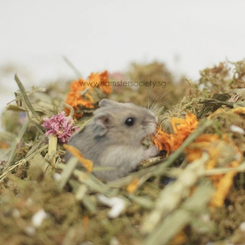 WhatsApp Image 2021-02-03 at 1.56.25 PM.jpeg