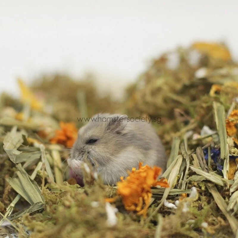 WhatsApp Image 2021-02-03 at 1.56.25 PM (2).jpeg