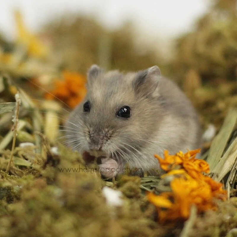 WhatsApp Image 2021-02-03 at 1.56.26 PM (1).jpeg