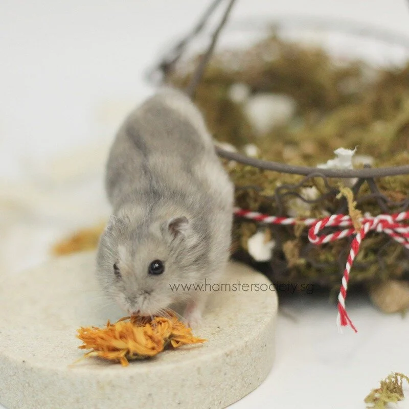 WhatsApp Image 2021-02-03 at 1.56.21 PM.jpeg